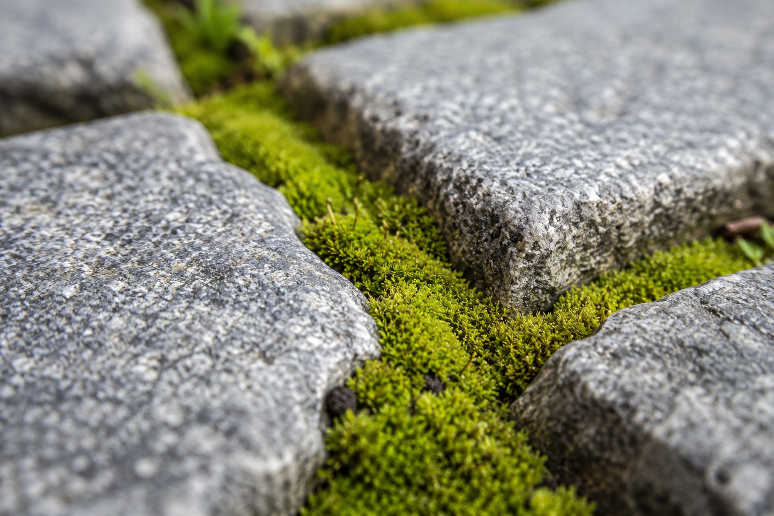 Detalle de adoquinado con musgo